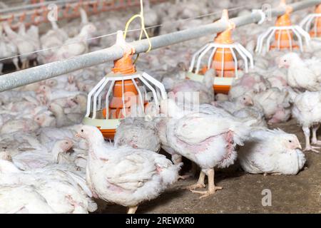 Hühnerküken von weißem Masthähnchen in einer Geflügelzucht, die für Einnahmen aus dem Verkauf von hochwertigem Geflügelfleisch aufgezogen wurden, haben broi genetisch verbessert Stockfoto