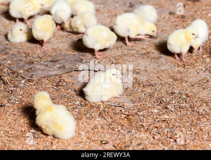 Genetisch verbesserte weiße Hühnerküken in einer Geflügelzucht, in der Broiler-Hühner für Fleisch gehalten werden, viele junge Hühnerküken mit Fleisch, Nahaufnahme Stockfoto