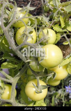 Grüne Tomaten auf der Rebe - Sorte ist Mini Bel Stockfoto