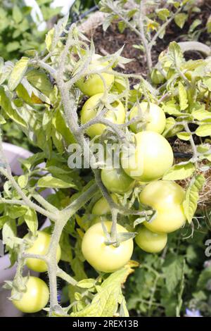 Grüne Tomaten auf der Rebe - Sorte ist Mini Bel Stockfoto