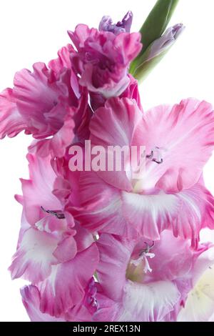 Nahaufnahme von Blütenrosafarbenen Gladioli-Blüten Stockfoto