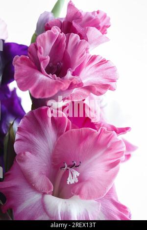 Nahaufnahme von Blütenrosafarbenen Gladioli-Blüten Stockfoto