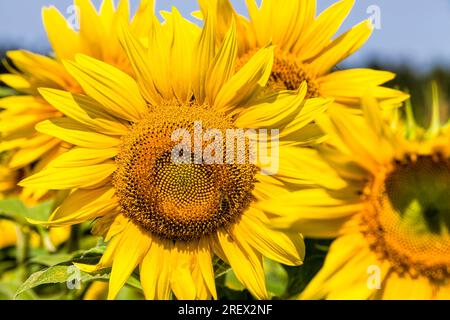 Ein landwirtschaftliches Feld, auf dem jährlich Sonnenblumen industriell angebaut werden, leuchtend gelbe Sonnenblumen, auf denen eine Insektenbiene oder Hummel sitzt und Stockfoto