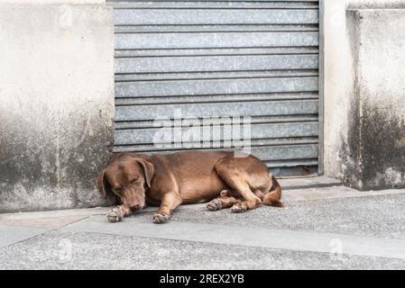 Ein brauner Hund, der auf einem Bürgersteig auf der Straße schlief. Verlassener und hungriger Hund. Pelourinho, Brasilien. Stockfoto