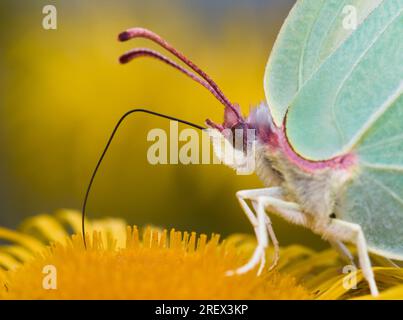 Makro-Nahaufnahme des Kopfes und Proboscis Eines Brimstone Butterfly, Gonepteryx rhamni, ernähren sich von der Blume von Inula Hookeri, New Forest UK Stockfoto