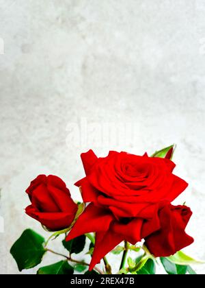 Rote Rose auf weißem Marmorsteinhintergrund mit Kopierraum Stockfoto