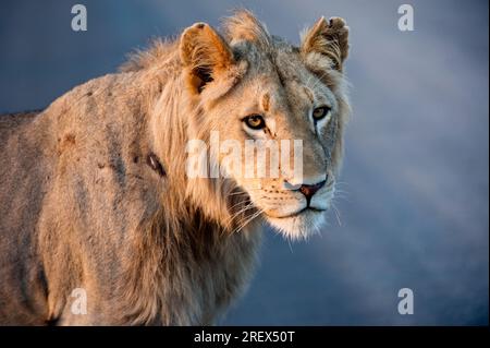 Einsamer männlicher Löwe in der frühen Morgensonne im Profil Stockfoto