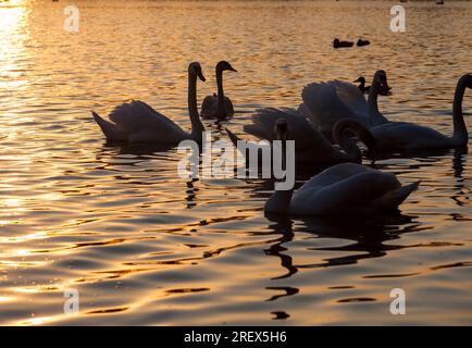 Schwäne im Frühling, eine wunderschöne Gruppe von Wasservögeln Schwäne auf einem See oder Fluss, eine Gruppe von Schwäne, die im Wasser schwimmen Stockfoto