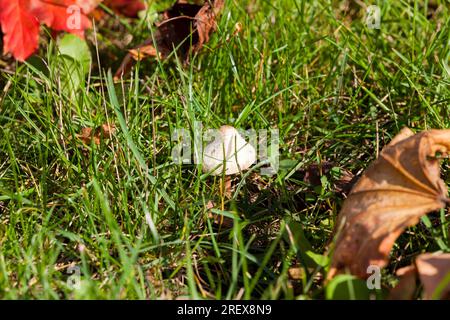 Gras in der Herbstsaison im Blattfall, wunderschöne sonnige Natur Stockfoto