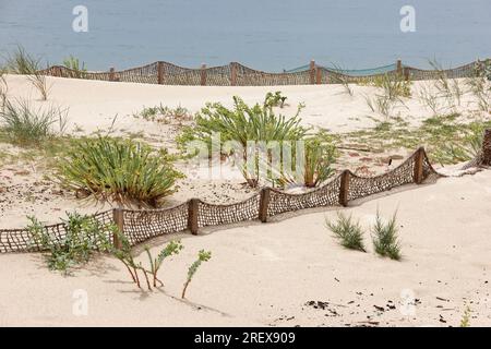 Detaillierter Blick auf den Strand mit Pflanzen und Sand Stockfoto