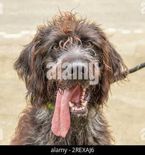 Deutscher Drahthaarzeiger Stockfoto