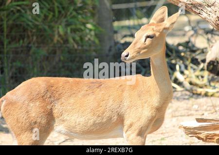 Indisches Schwein Reh Stockfoto