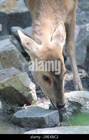 Indisches Schwein Reh Stockfoto
