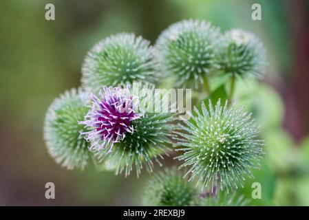 Arctium lappa, große Klette Sommerblumen, die selektive Fokussierung Stockfoto