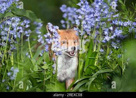 Nahaufnahme eines Rotfuchs (Vulpes vulpes) zwischen den Blauen Glocken im Frühjahr, Großbritannien. Stockfoto