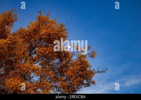 Goiania, Goias, Brasilien – 29. Juli 2023: „Feijão cru“ (Platymiscium pubescens) Ein blühender Baum mit Mond und blauem Himmel im Hintergrund. Stockfoto