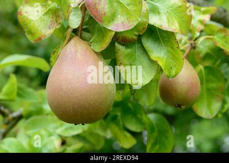 Reife Birnen (Pyrus communis) hängen im Spätsommer an einem Birnenbaum Stockfoto