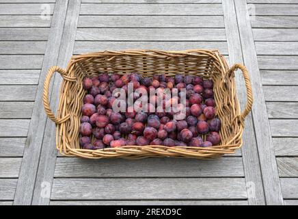 Frisch gepflückte reife Pflaumen (Prunus domestica) in einem Korb aus Korb aus Korb aus Korb Stockfoto