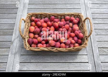 Frisch gepflückte reife Victoria-Pflaumen (Prunus domestica) in einem Korb aus Korb aus Korb Stockfoto