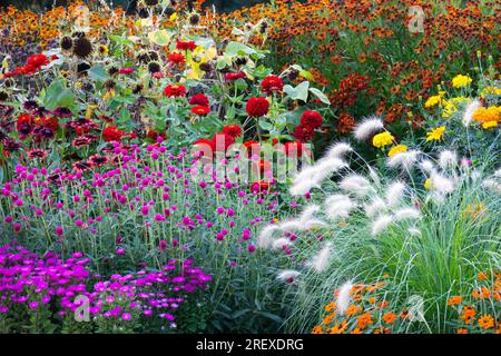 Purpurrot-weiß-orange Blumen Garten Blumen August Sommer Pflanzen Pennisetum villosum Feathertop, Asters, Zinnias, Gelbe Marigolds, Helenium im Bett Stockfoto