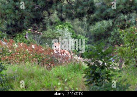 Wunderschöne Löwin, entspannend und mit Blick auf das Gelände im Kristiansand Zoo in Norwegen. Stockfoto