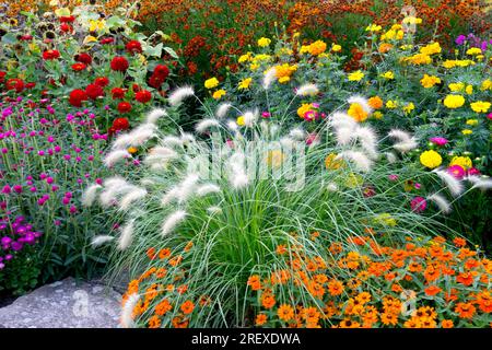 Krautige Gartenblume Bettbeete Pflanzen farbenfrohe Einfassungen Sommerblumen Stockfoto