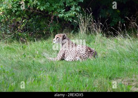 Wunderschöner Gepard, der sich im Gras im Kristiansand Zoo, Norwegen, erholt. Große, alarmierende Katze. Stockfoto