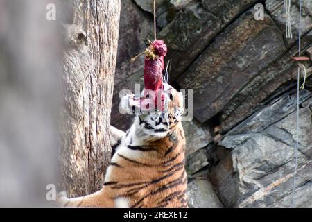 Tiger schnappt sich ein großes Stück Fleisch aus einer Schnur im Kristiansand Dyrepark Zoo in Norwegen. Stockfoto