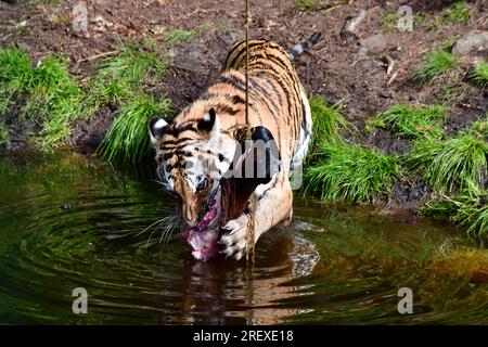 Tiger Grabbin Horse leg aus einer Schnur im Wasserteich im Zoo von Kristiansand, Norwegen. Stockfoto