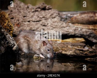 Brown Rat trinkt in Pond's Edge Stockfoto