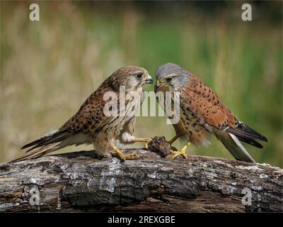 Kestrel-Paar mit Maus-Beute Stockfoto