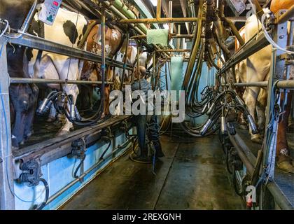 Melksalon auf der Farm Stockfoto