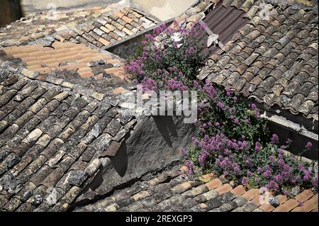 Antike Terracotta-Tonziegeldächer in Modica, Ragusa Sizilien, Italien. Stockfoto