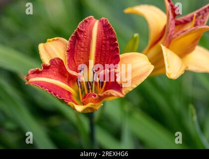 "Frans Hals' Daylily, Daglilja (Hemerocallis) Stockfoto