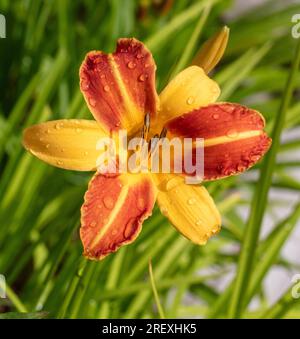 "Frans Hals' Daylily, Daglilja (Hemerocallis) Stockfoto