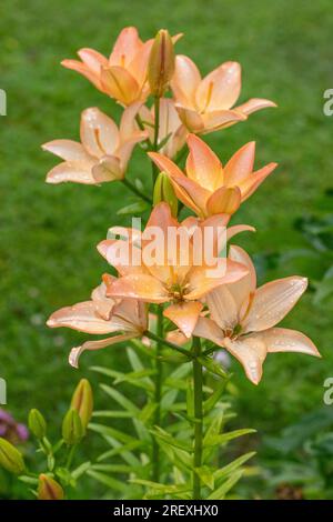 „Elodie“ Asiatische Lily, Asiatik lilja (Lilium asiatica) Stockfoto