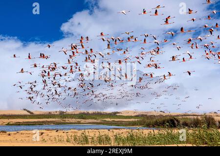 Flamingos im Vogelparadies, walvisbucht, namibia Stockfoto