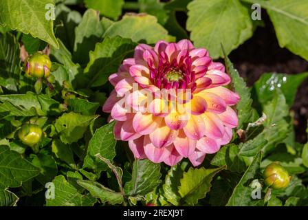 „Hypnotica Rose Bicolor“ Garden Dahlia, Sommardahlia (Dahlia hybrida) Stockfoto