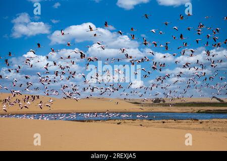 Flamingos im Vogelparadies, walvisbucht, namibia Stockfoto