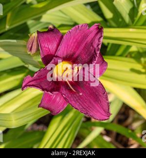 'Purple Rain' Daylily, Daglilja (Hemerocallis) Stockfoto