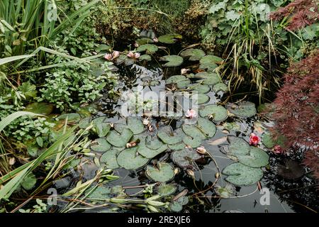 Überwachsener Teich im Garten mit Lilien und anderen Pflanzen Stockfoto