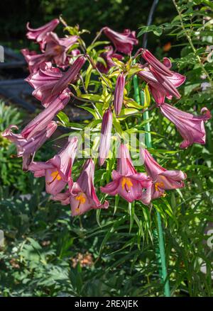 „Pink Perfection“-Trompetenlilie, Kungslilja (Lilium regale) Stockfoto