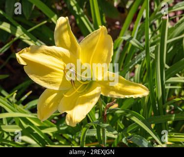 "Big Bird" Daylily, Daglilja (Hemerocallis) Stockfoto
