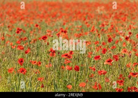 Nahaufnahme eines Weizen- und Mohnfeldes auf Ackerland in Rushall Wiltshire, England, Großbritannien. Aufgenommen im Juni Stockfoto