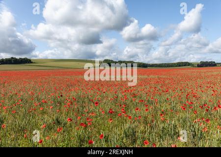 Wunderbares Weizen- und Mohnfeld auf Ackerland in Rushall, Wiltshire, England, Großbritannien. Aufgenommen im Juni Stockfoto