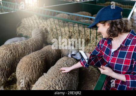 Landwirtin mit Tablet in einer Schaffalz. Herdenmanagement. Stockfoto