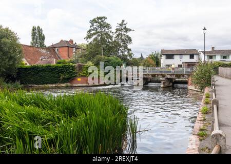 Harnham Water Meadows A Site of Special Scientific Interest, Salisbury, Wiltshire, England, Großbritannien Stockfoto