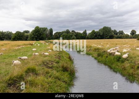 Schafe, die auf den Harnham Water Meadows, einem Gebiet von besonderem wissenschaftlichen Interesse, weiden, Salisbury, Wiltshire, England, Großbritannien Stockfoto