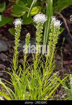 'Alba 'Blazing Star Pflanze, Rosenstav (Liatris spicata) Stockfoto