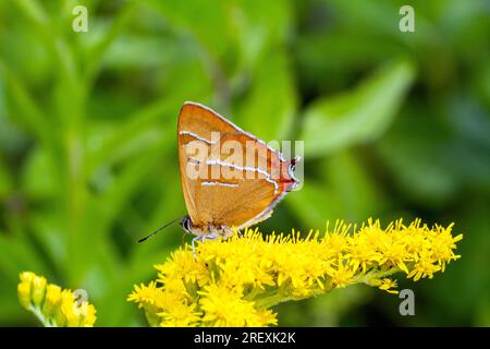 Braunhaarstreak (Thecla betulae) Schmetterling bei Shipton Bellinger Hampshire England UK Stockfoto